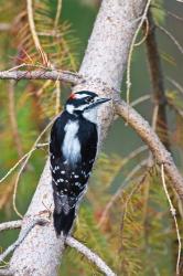 British Columbia, Downy Woodpecker bird, male (back view) | Obraz na stenu