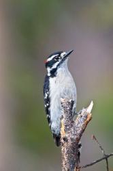 British Columbia, Downy Woodpecker bird, male (front view) | Obraz na stenu