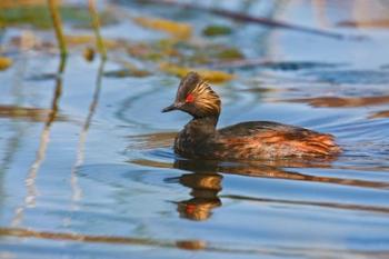 British Columbia, Eared Grebe bird in marsh | Obraz na stenu