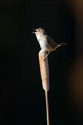 British Columbia, Marsh Wren bird from a cattail | Obraz na stenu