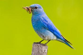 Mountain Bluebird with caterpillars near Kamloops, British Columbia, Canada | Obraz na stenu