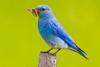 Mountain Bluebird with caterpillars near Kamloops, British Columbia, Canada | Obraz na stenu