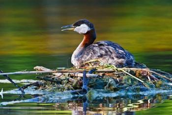 British Columbia, Red-necked Grebe bird on nest | Obraz na stenu