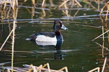 British Columbia, Ring-necked Duck in marsh | Obraz na stenu