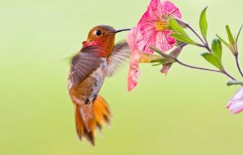 Rufous Hummingbird feeding in a flower garden, British Columbia, Canada | Obraz na stenu