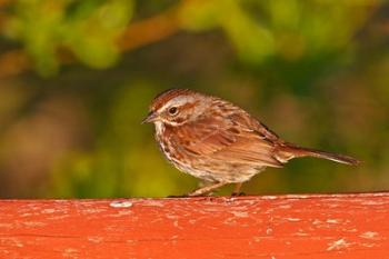 British Columbia, Song Sparrow bird, bridge raining | Obraz na stenu