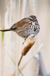 British Columbia, Song Sparrow bird on cattail | Obraz na stenu