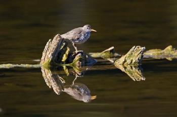 British Columbia, Spotted Sandpiper, Deadwood | Obraz na stenu