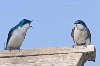 British Columbia, Tree Swallows perched on bird house | Obraz na stenu