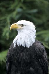 Bald eagle, British Columbia, Canada | Obraz na stenu