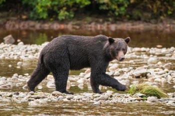 Grizzly bear fishing for salmon in Great Bear Rainforest, Canada | Obraz na stenu