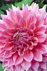 Dahlia flower, Butchart Gardens, British Columbia | Obraz na stenu