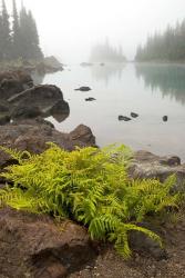 Alpine lady fern, Garibaldi Lake, British Columbia | Obraz na stenu