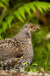 Blue grouse bird, Salt Spring Isl, British Columbia | Obraz na stenu