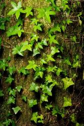 Red cedar English ivy, Stanley Park, British Columbia | Obraz na stenu