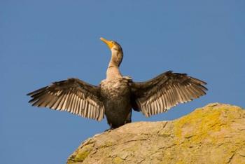 Double-crested cormorant bird, British Columbia | Obraz na stenu