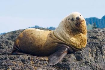 Steller sea lion, Haida Gwaii, British Columbia | Obraz na stenu