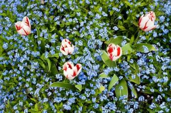 Flowers, Horseshoe Bay, British Columbia | Obraz na stenu