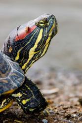 Red-eared pond slider turtle, British Columbia | Obraz na stenu