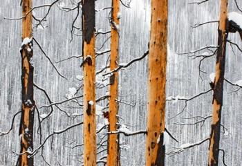 Forest fire, Winter, Kootenay NP, British Columbia | Obraz na stenu