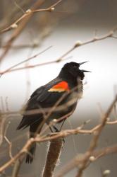 Red-winged blackbird, Stanley Park, British Columbia | Obraz na stenu