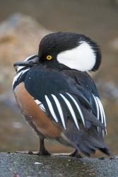 Hooded merganser bird, Stanley Park, British Columbia | Obraz na stenu