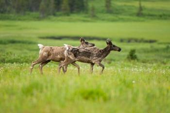 Osborne caribou wildlife, British Columbia | Obraz na stenu