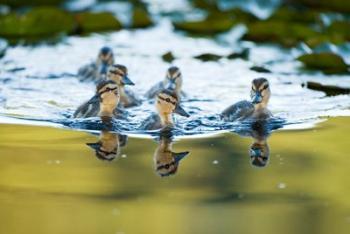 Mallard ducklings, Stanley Park, British Columbia | Obraz na stenu