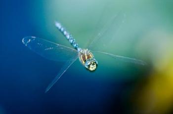 Blue-eyed darner dragonfly, Insect, British Columbia | Obraz na stenu
