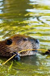 Head of American Beaver, Stanley Park, British Columbia | Obraz na stenu