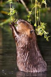 American Beaver, Stanley Park, British Columbia | Obraz na stenu