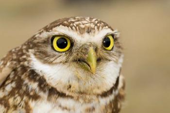 Burrowing owl, Nicola Valley, British Columbia | Obraz na stenu