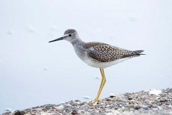 Lesser yellowleg bird, Stanley Park, British Columbia | Obraz na stenu