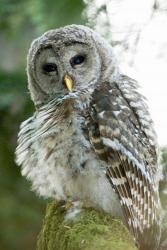 Juvenile barred owl, Stanley Park, British Columbia | Obraz na stenu