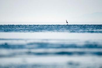 Great Blue Heron, British Columbia | Obraz na stenu