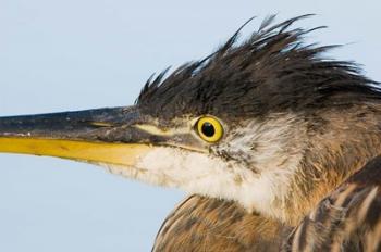 Great blue heron, Boundary Bay, British Columbia | Obraz na stenu