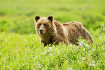Grizzly bear, Sacred Headwaters, British Columbia | Obraz na stenu