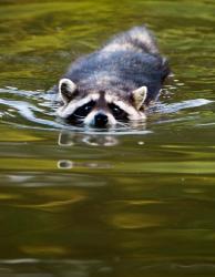 Common Raccoon, Stanley Park, British Columbia | Obraz na stenu