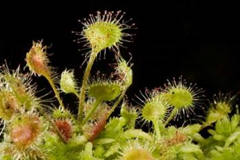 Sundew plant, Stanley Park, British Columbia | Obraz na stenu