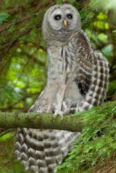 Barred owl, Stanley Park, British Columbia | Obraz na stenu