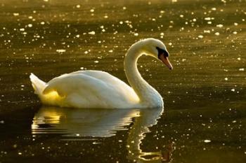 Mute swan, Stanley Park, British Columbia | Obraz na stenu