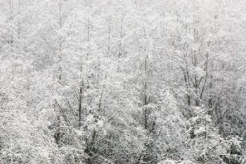 Snow-covered trees, Stanley Park, British Columbia | Obraz na stenu
