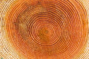 Tree rings, Stanley Park, British Columbia | Obraz na stenu