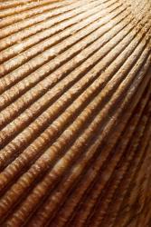 Sea shell pattern, Stanley Park, British Columbia | Obraz na stenu