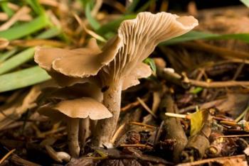 Mushroom, Fungi, Stanley Park, British Columbia | Obraz na stenu