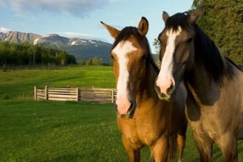Horses in pasture, British Columbia | Obraz na stenu