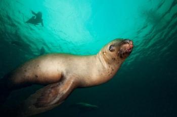 British Columbia, Hornby Island, Steller's Sea Lions | Obraz na stenu