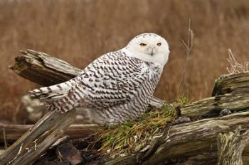 Canada, British Columbia, Boundary Bay, Snowy Owl | Obraz na stenu