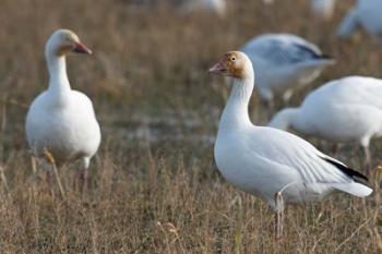 British Columbia, Westham Island, Snow Goose bird | Obraz na stenu