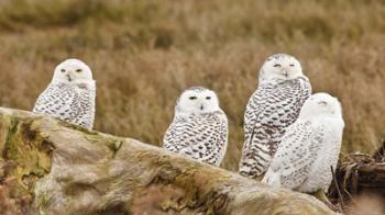 Flock of Snowy Owl, Boundary Bay, British Columbia, Canada | Obraz na stenu